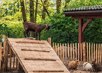 Bruine geit op houten constructie, met konijnen in de buurt, in een groene omgeving.